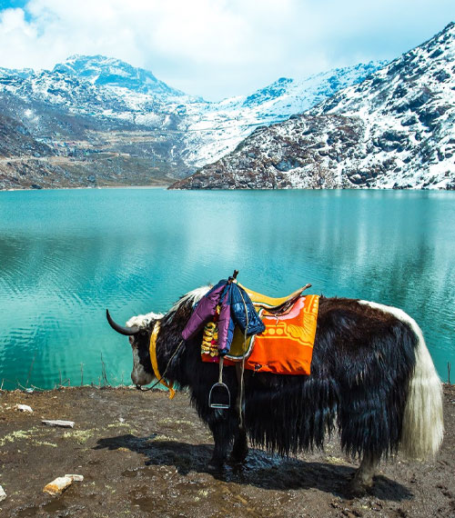 Changu Lake Yak Ride