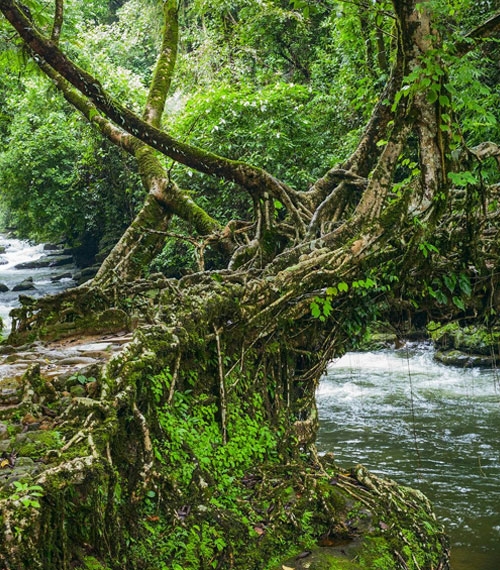 Living Root Bridges