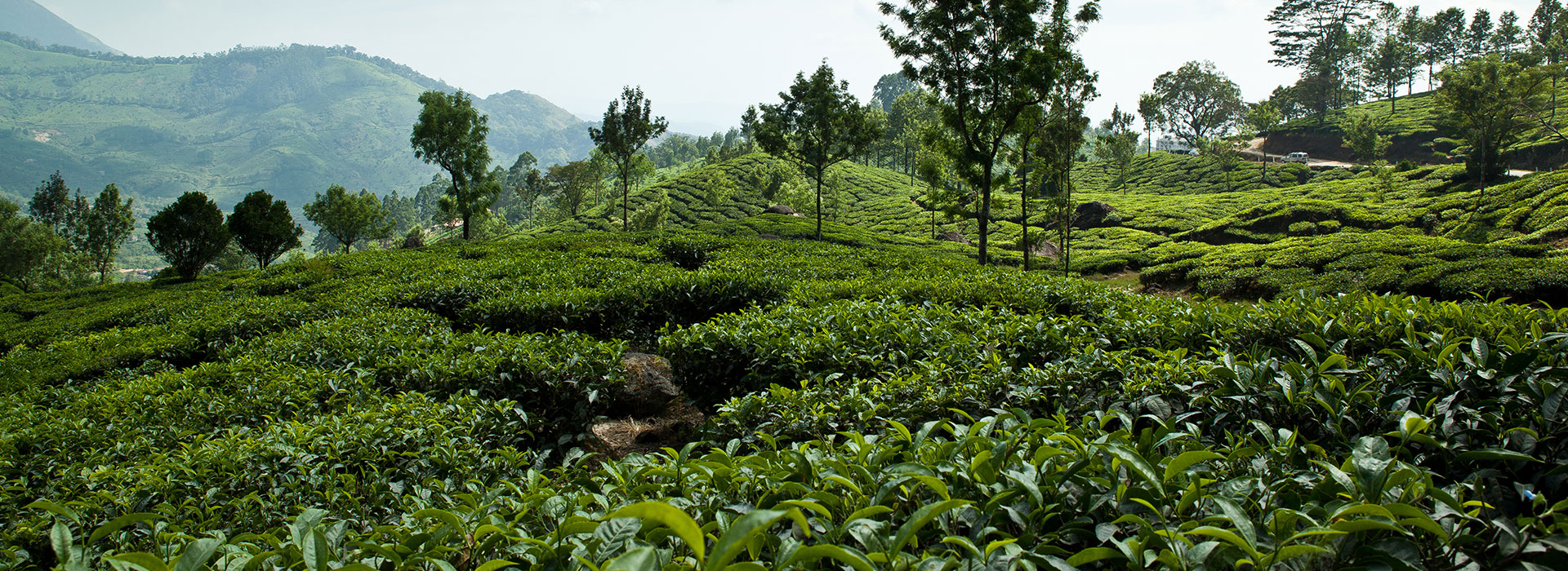Assam Tea Trails