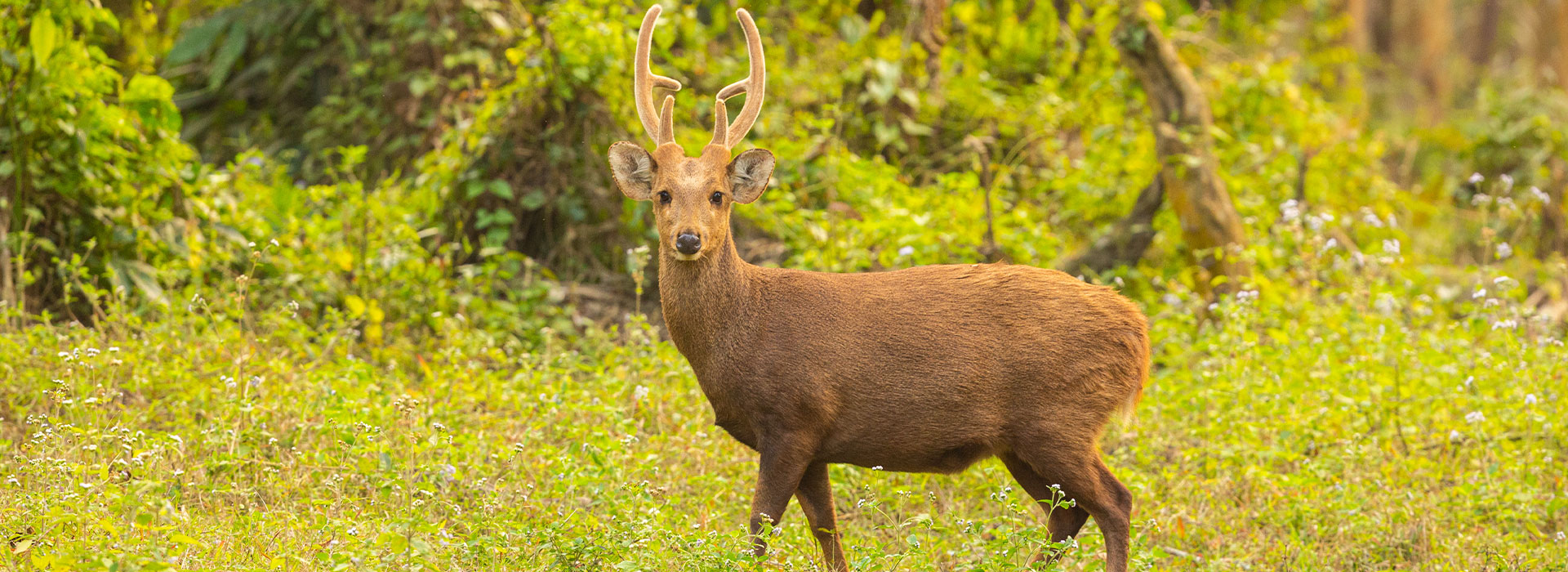 Dooars Nature Retreat