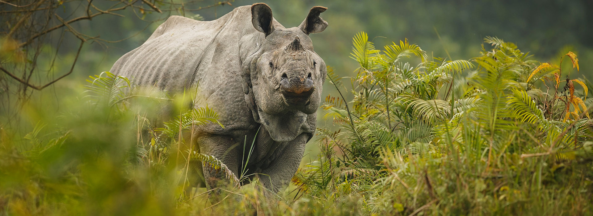 Dooars Safari Trails