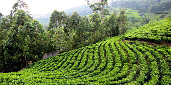 Happy Valley Tea Estate